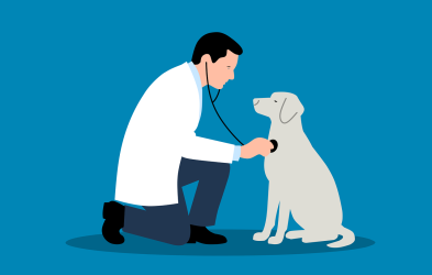 Lenkje til artikkel: Vi har utlyst stilling som kommuneveterinær
