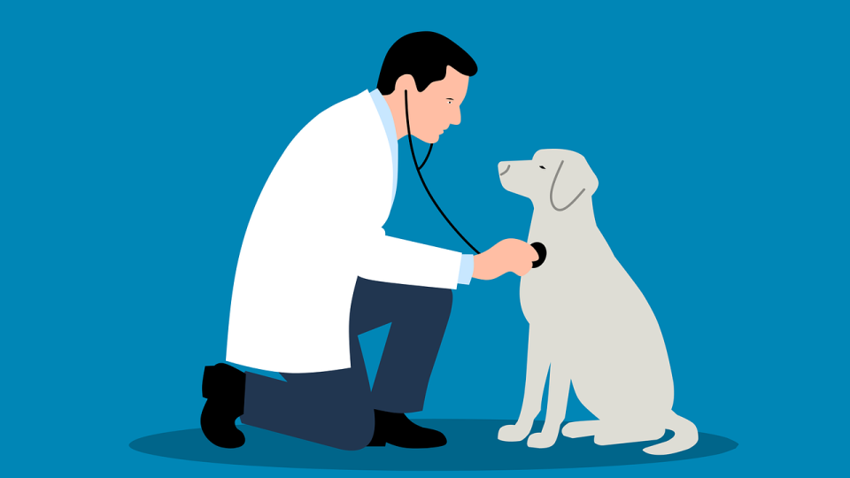 Lenkje til artikkel: Vi har utlyst stilling som kommuneveterinær
