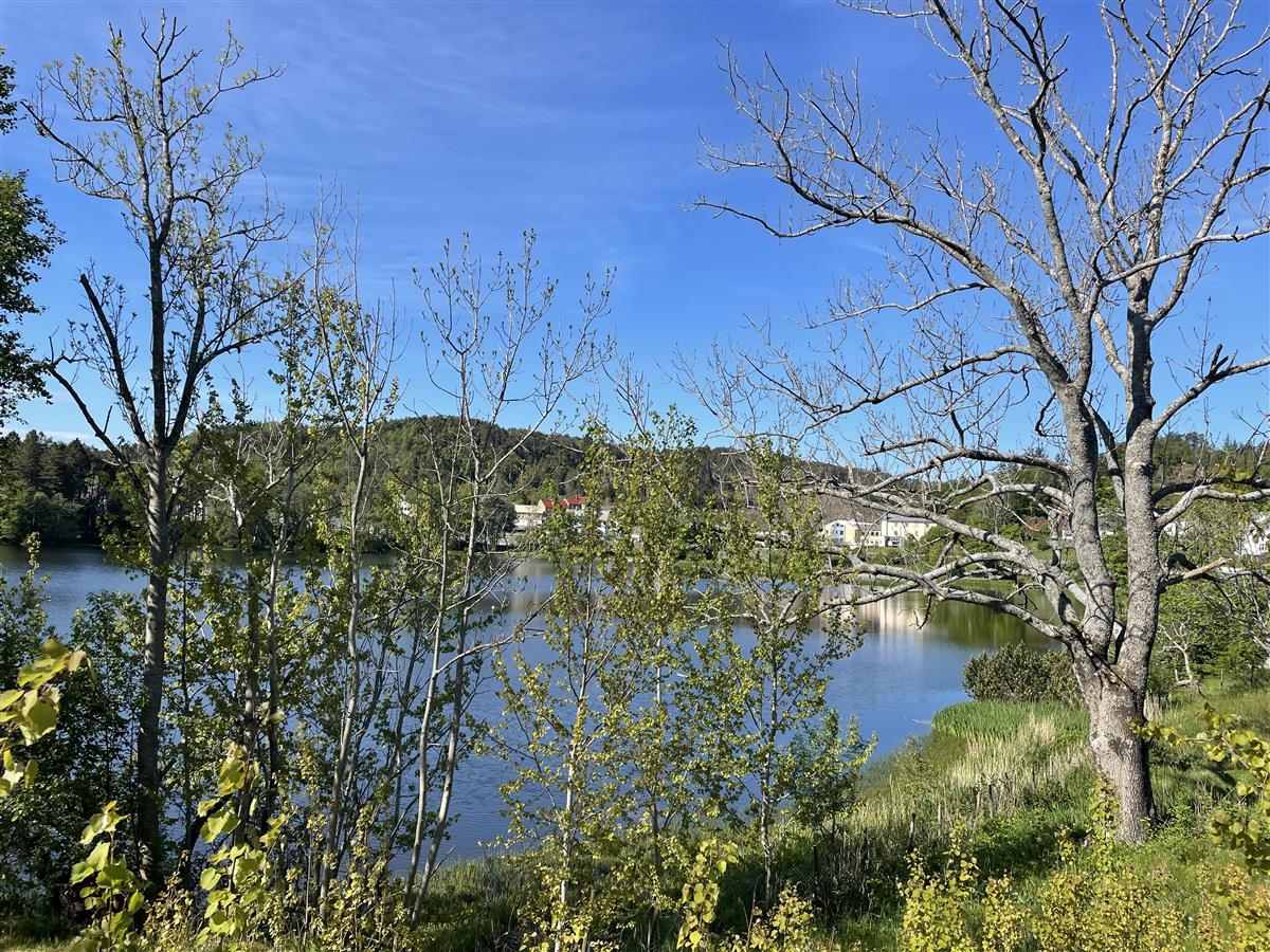 Fleire tre med Storevatnet i Florø i bakgrunnen. Blå himmel og sikt mot Florø omsorgssenter - Klikk for stort bilete